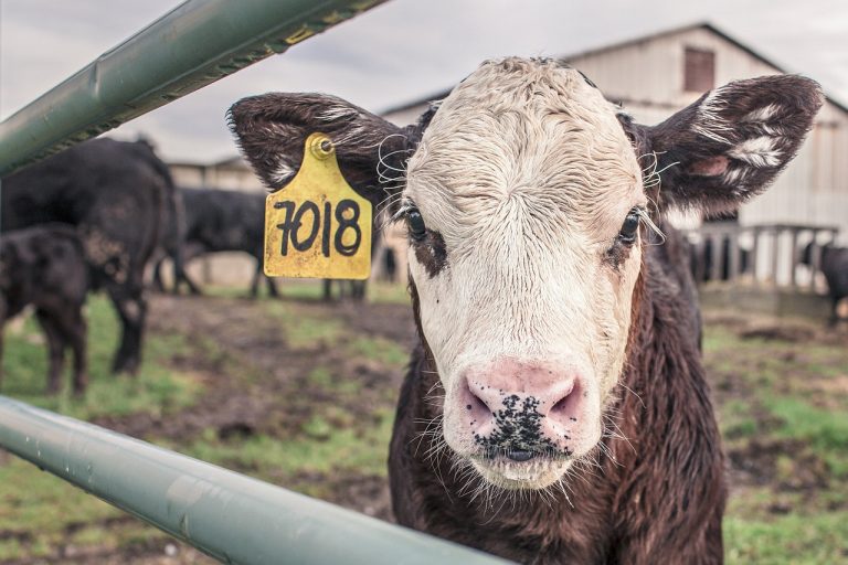 Lifting a Barn and other Farm Structures 1 calf, cow, farm animal-362170.jpg